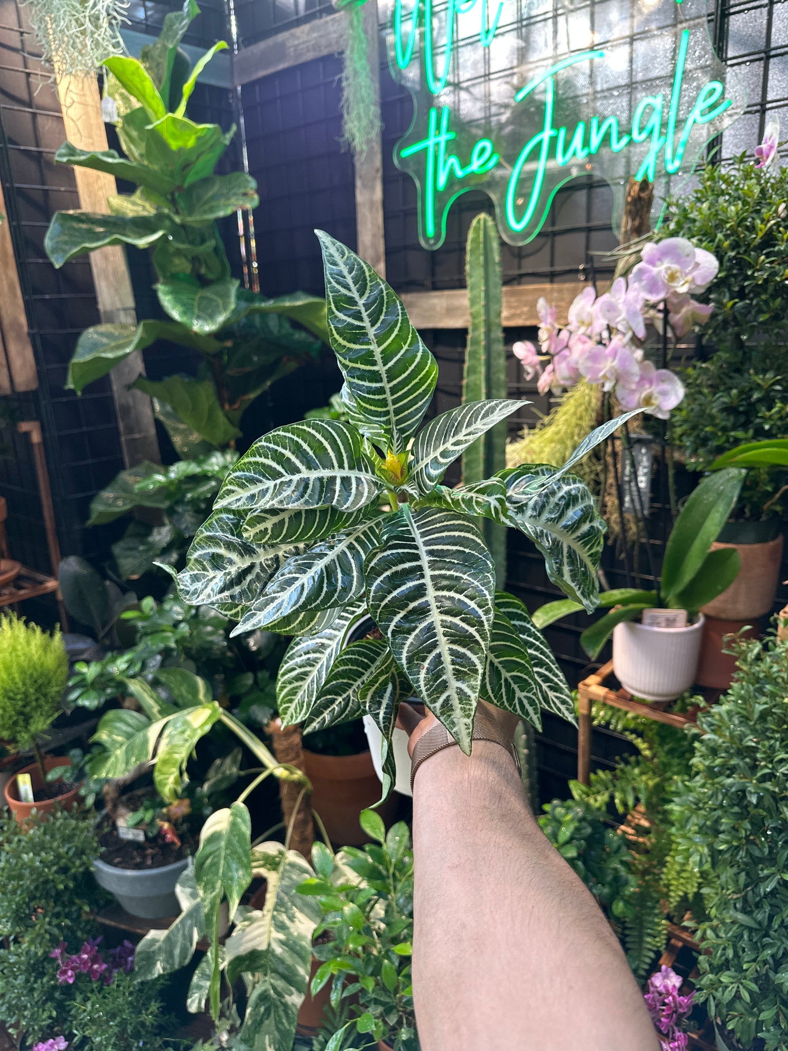 Aphelandra Dania "Zebra Plant" - Thumbnail 2