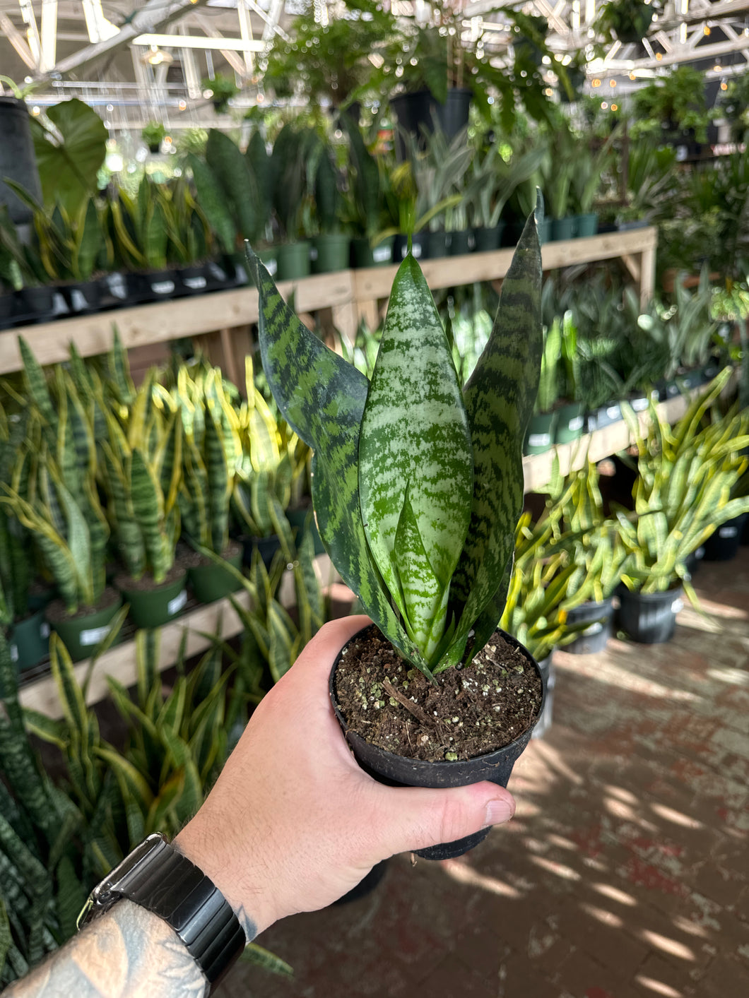 Sansevieria Black Coral