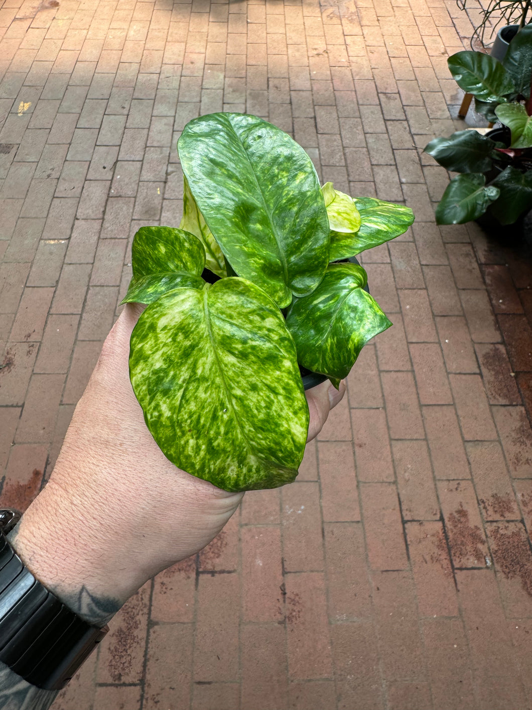 Epipremnum Pinnatum Neon Variegated