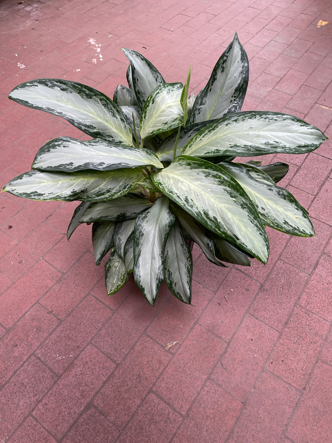 Aglaonema Golden Bay