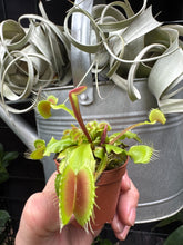 Dionaea muscipula (Big Mouth)