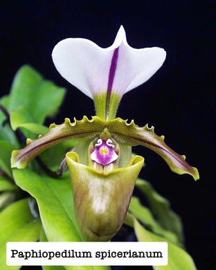 Paphiopedilum spicerianum
