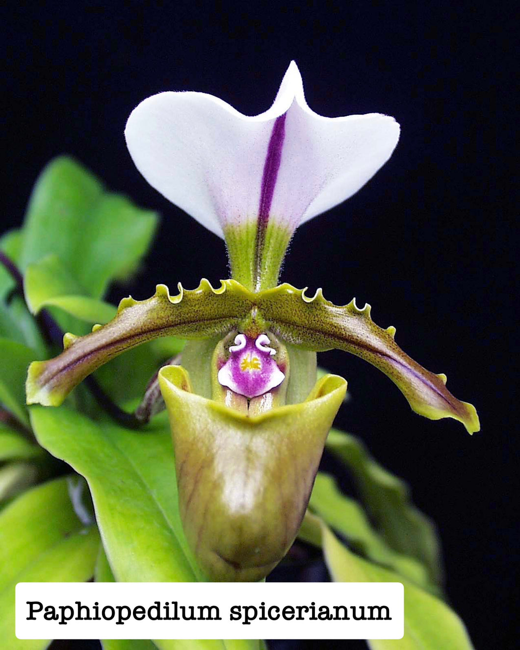 Paphiopedilum spicerianum