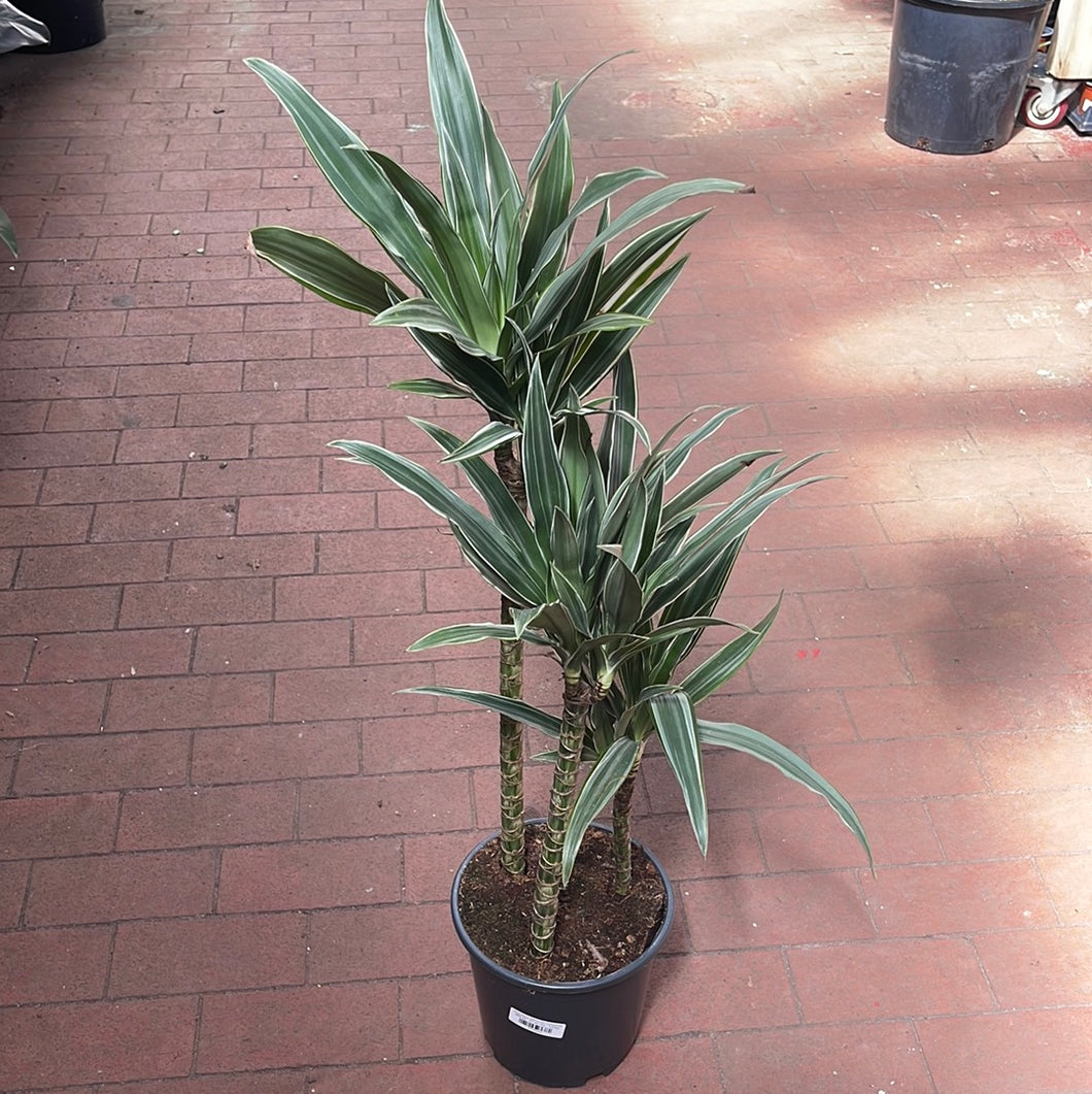 dracaena compacta variegata Dracaena warneckii compacta – Jordan's Jungle