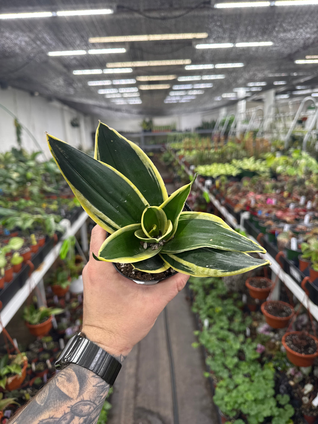 sansevieria hahnii plant Sansevieria hahnii 'Lotus' – Jordan's Jungle