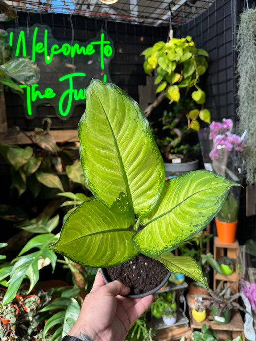 Dieffenbachia 'Martha'