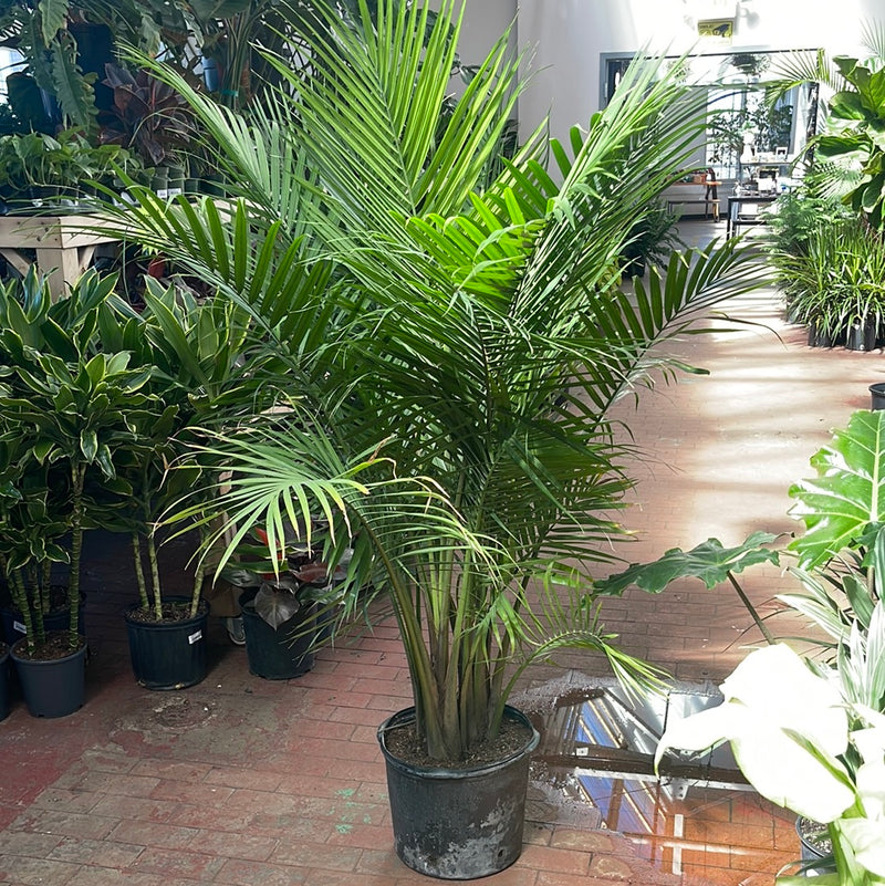 Ravenea rivularis (Majesty Palm)