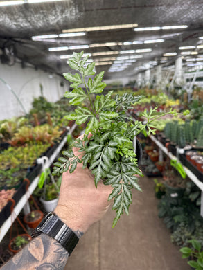 Silver Lace Fern - Pteris ensiformis