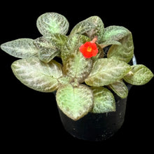 Episcia Silver Screen