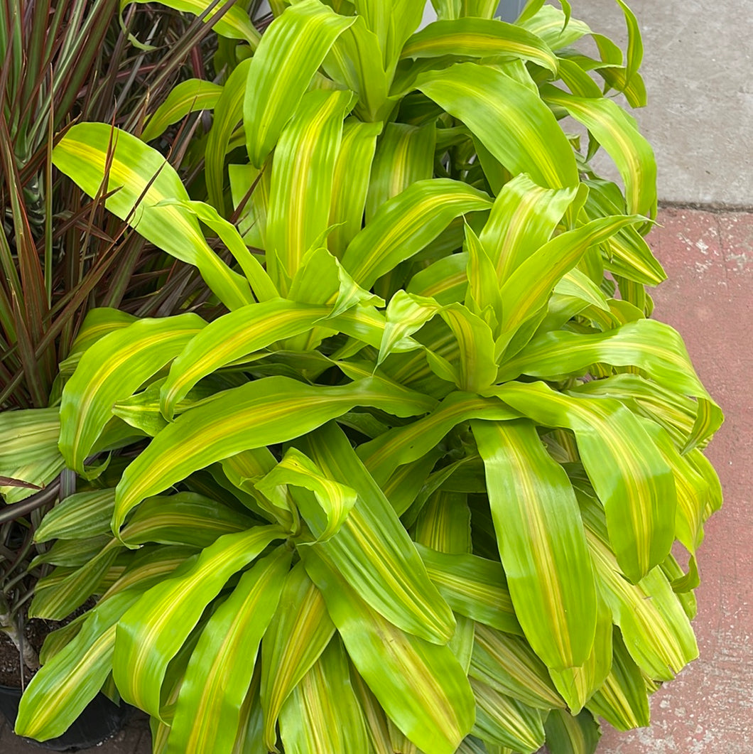 Dracaena Bronze Bay