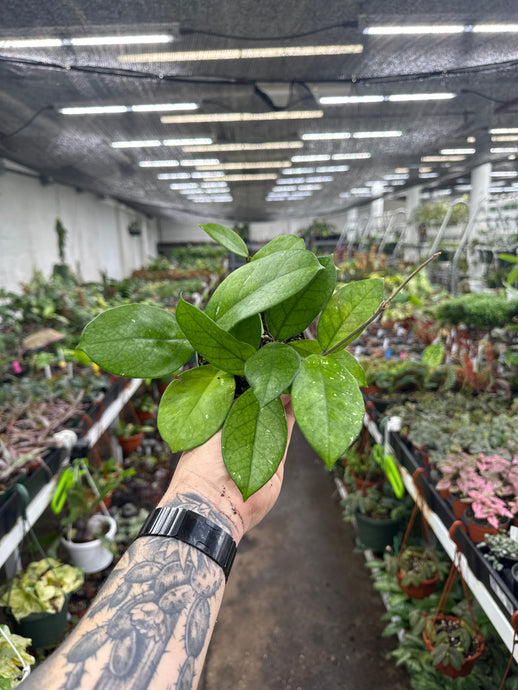 Hoya fungii