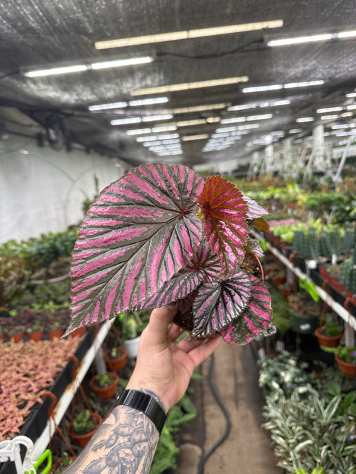 Begonia brevirimosa