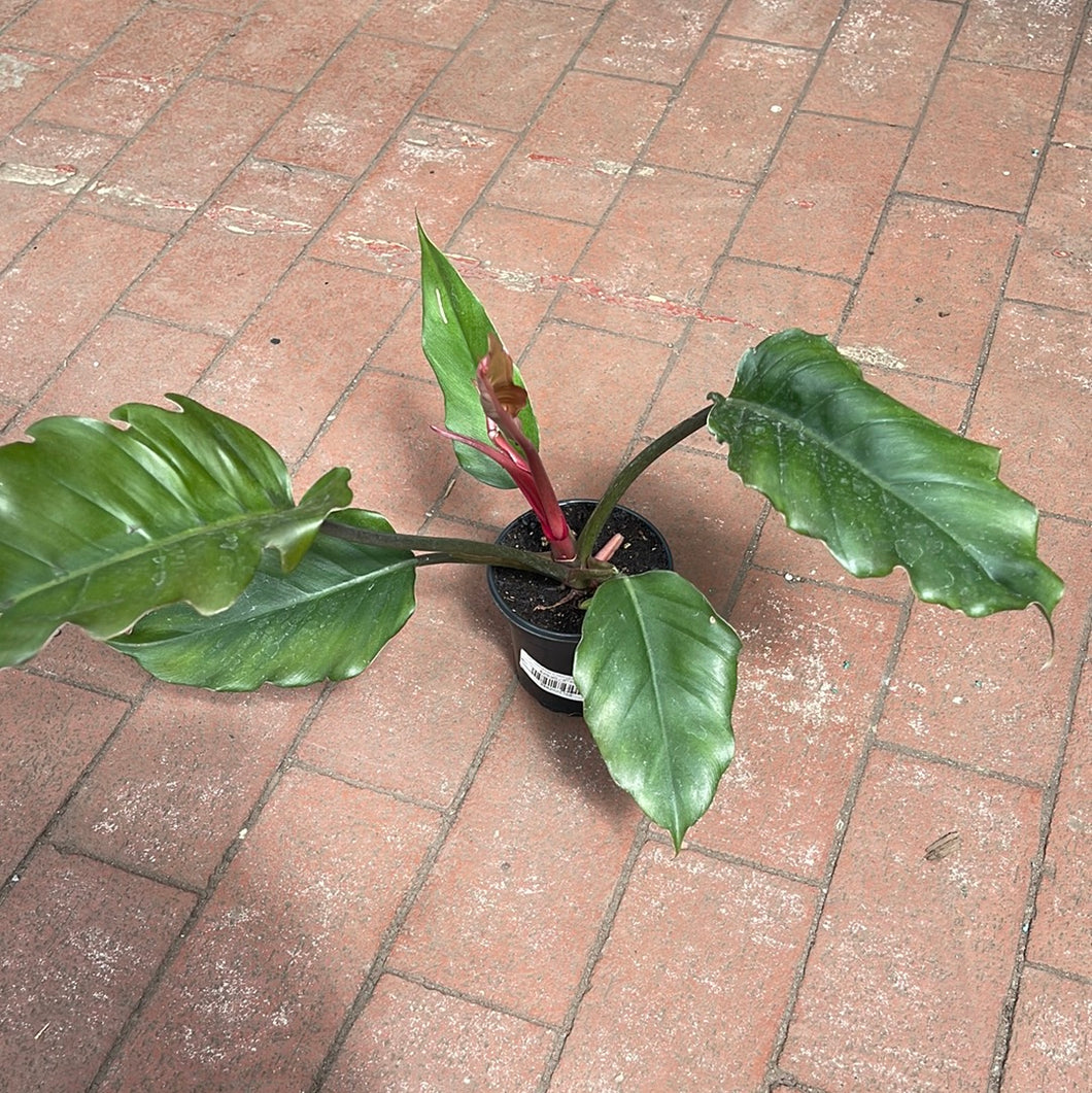 philodendron choco empress mature Philodendron Chocolate Empress