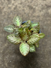 Episcia Silver Screen