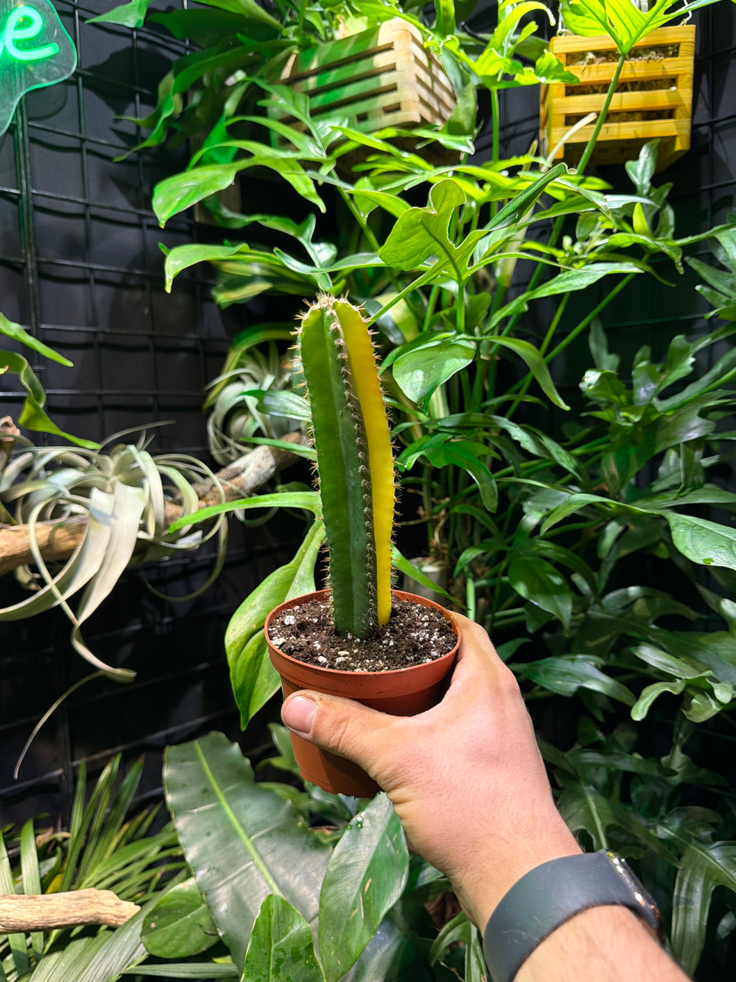 Cereus peruvianus Variegata