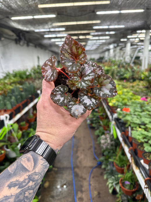 Begonia Rex ‘Harmony's Twisted Sister'
