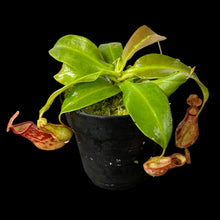 Nepenthes khasiana X (ventricosa X maxima)