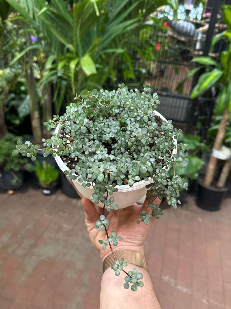Silver Sparkles Pilea Glauca 4in Pot