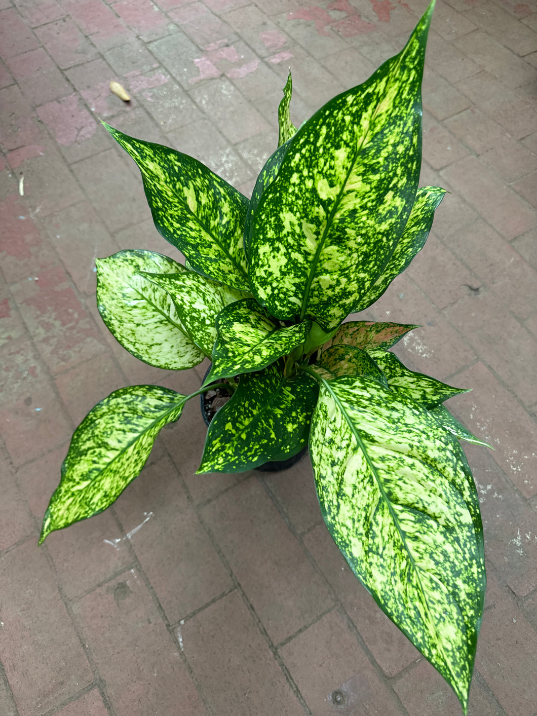 Aglaonema First Diamond