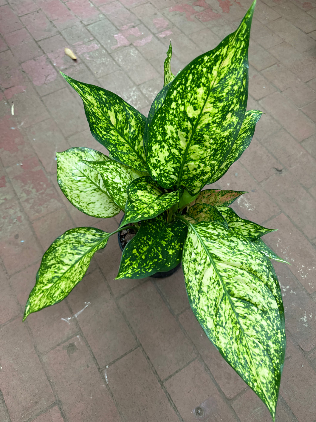 aglaonema first diamond Aglaonema First Diamond – Jordan's Jungle