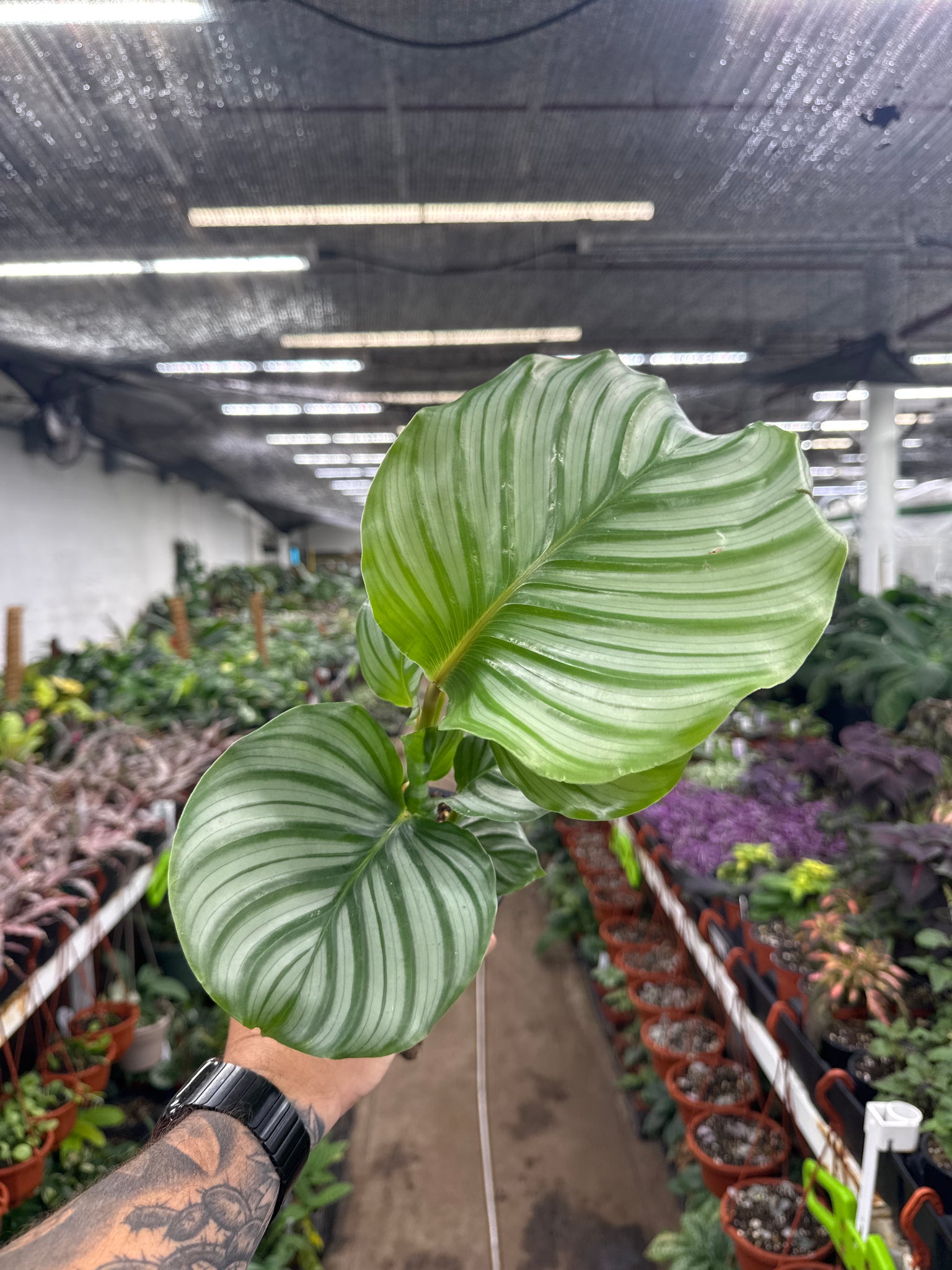 Goepperita orbifolia (Calathea)