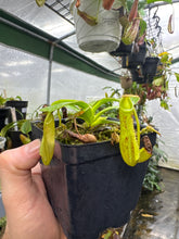 Nepenthes zakriana (Small)