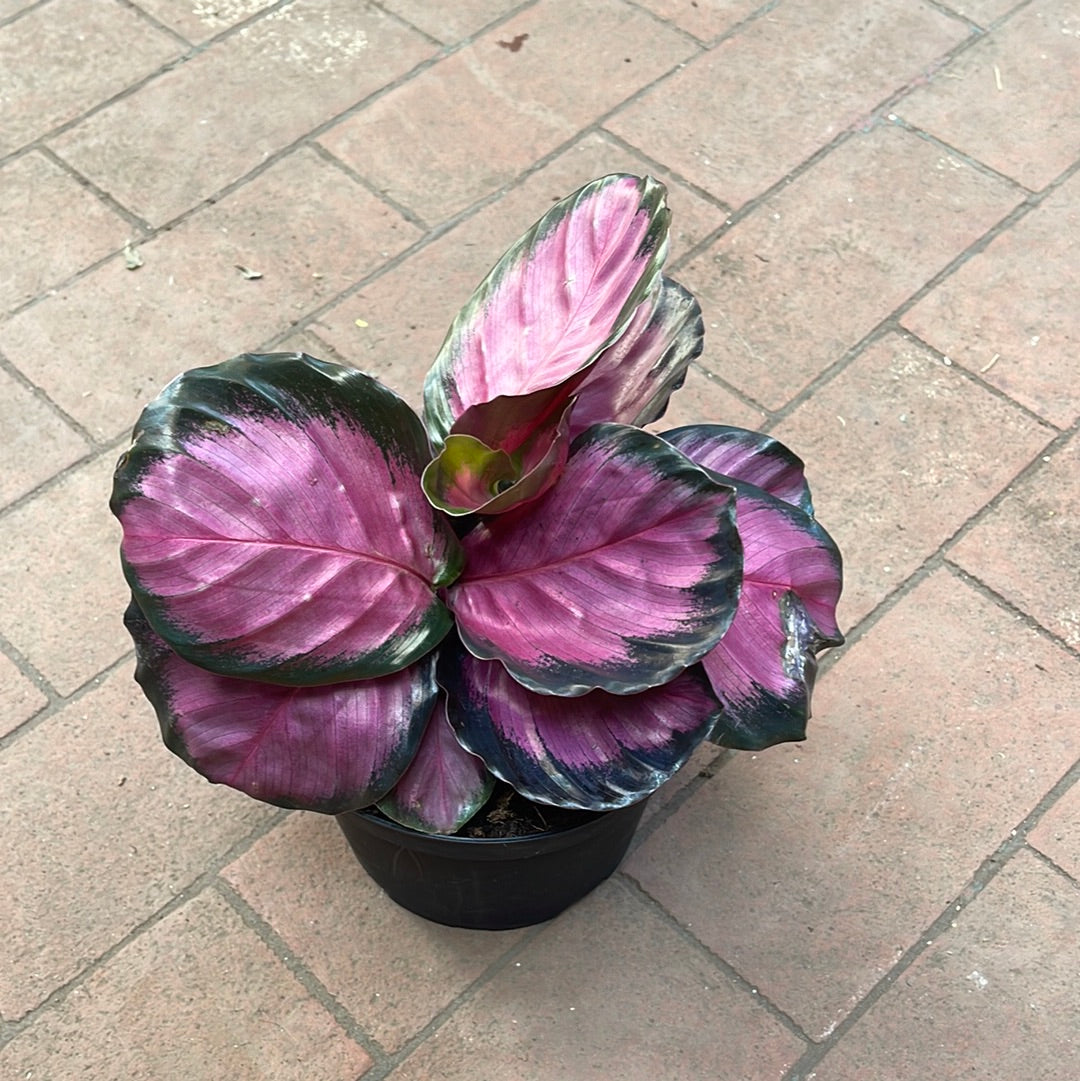 Calathea Pink Star – Jordan's Jungle