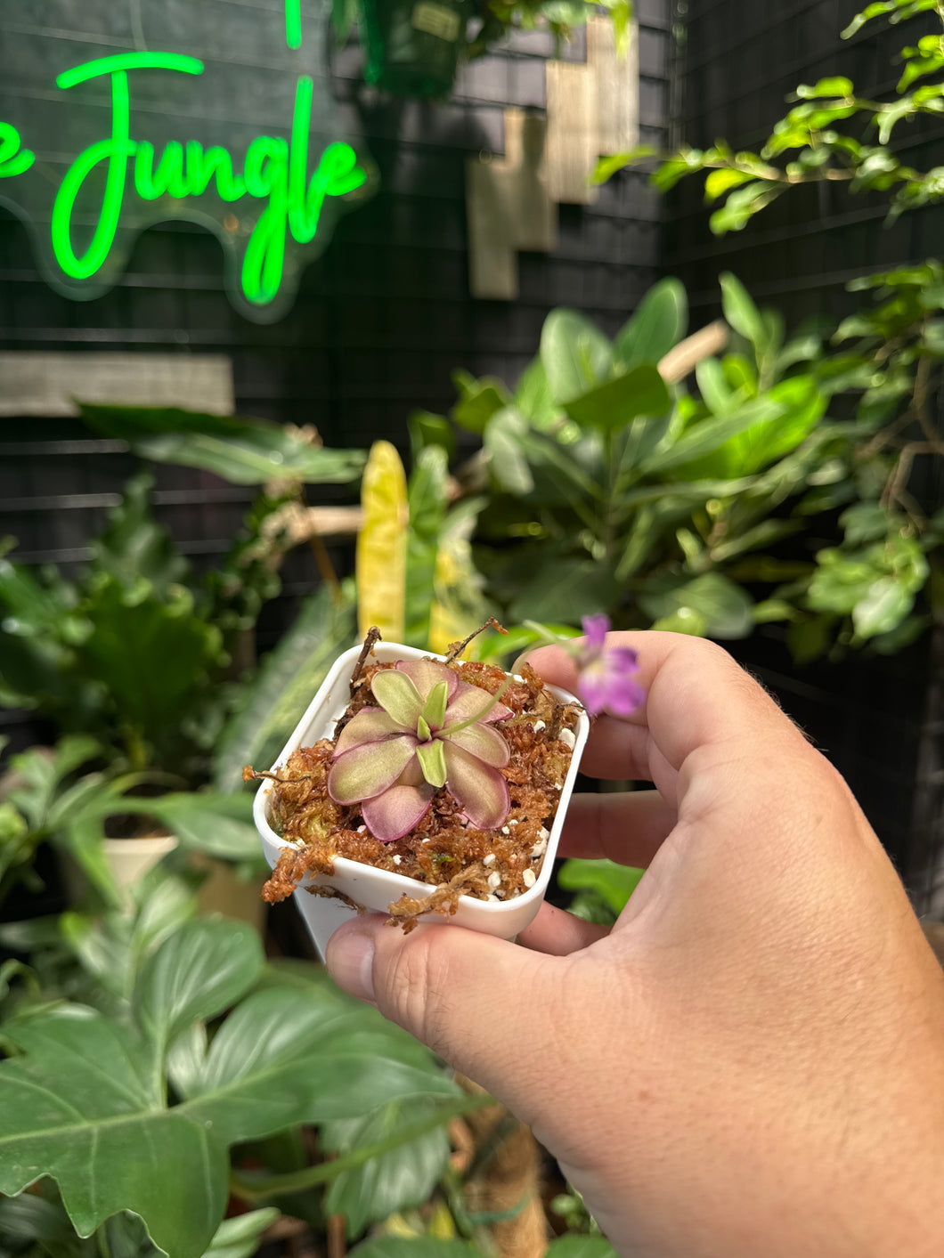 Pinguicula laueana CP2 X emarginata