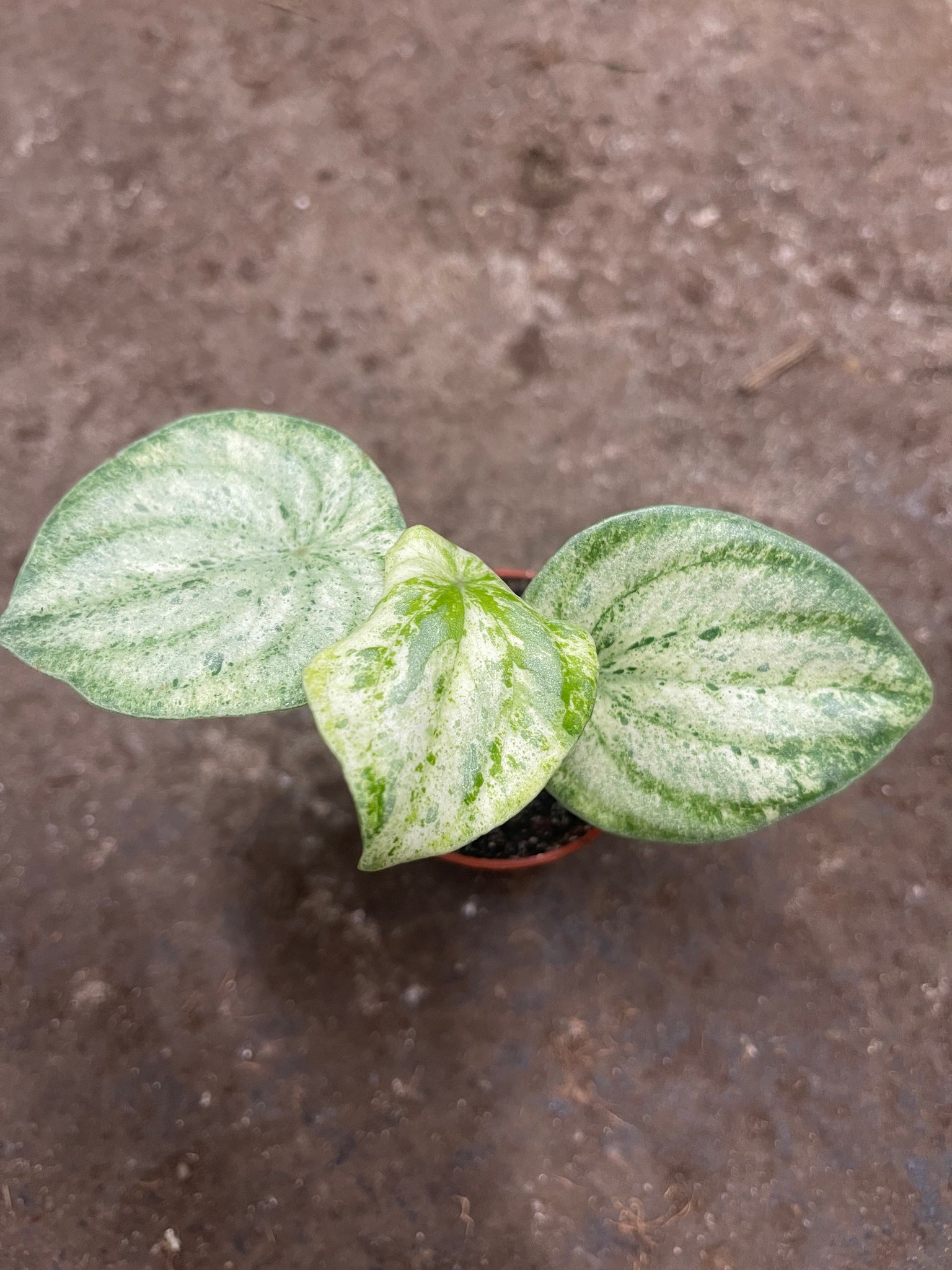 Variegated Watermelon Peperomia 