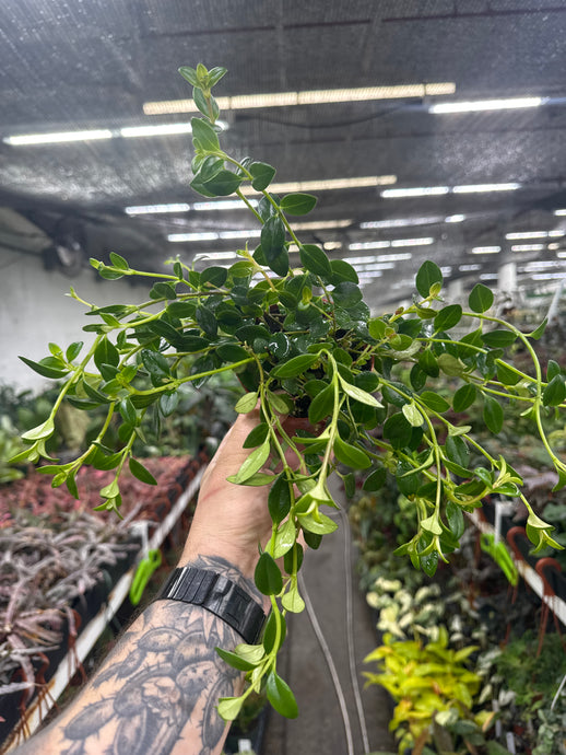 Nematanthus gregarius 'Green Guppy'