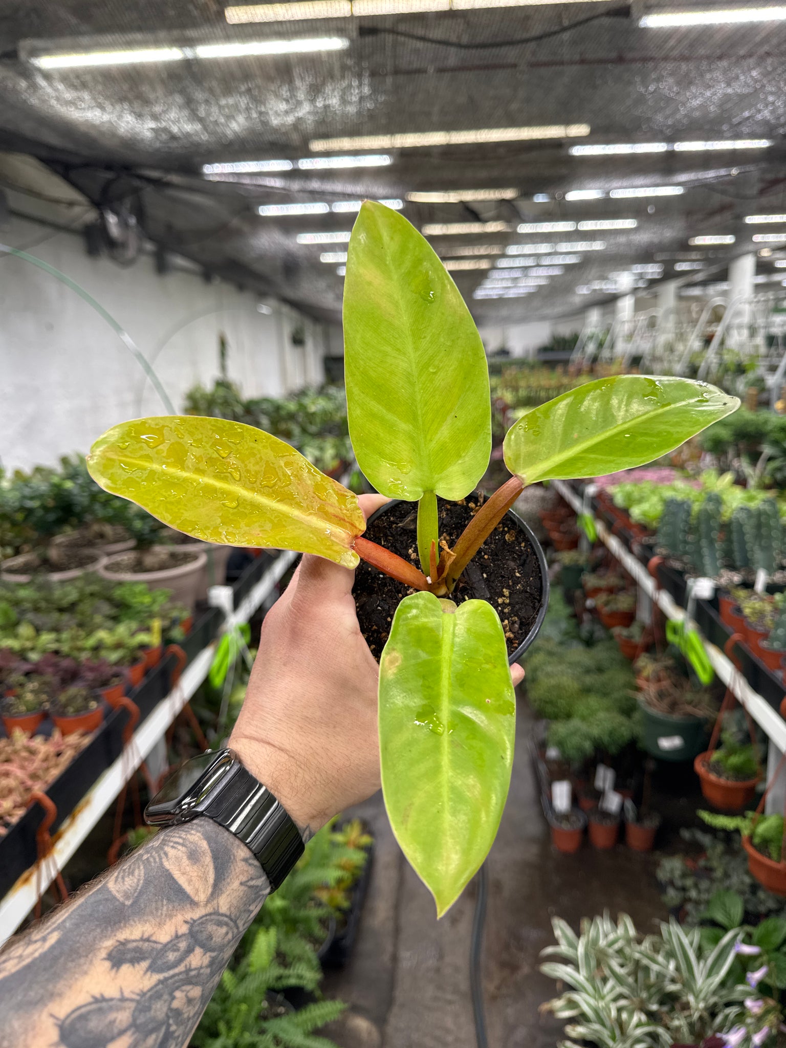 Philodendron Melinonii Ghost - Thumbnail 2