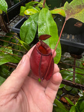 Nepenthes mirabilis var. globosa x N. ampullaria 'Black Miracle'