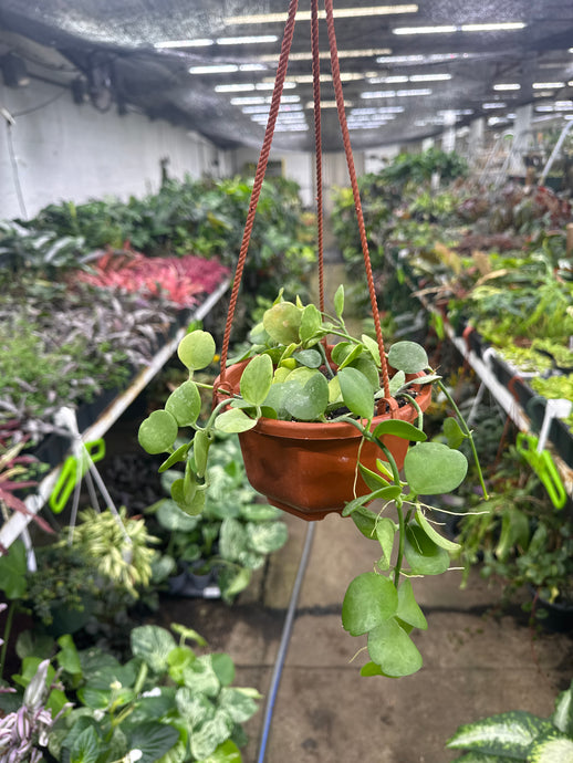 Dischidia platyphylla
