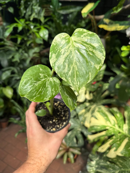 Monstera 'Bulbasaur'