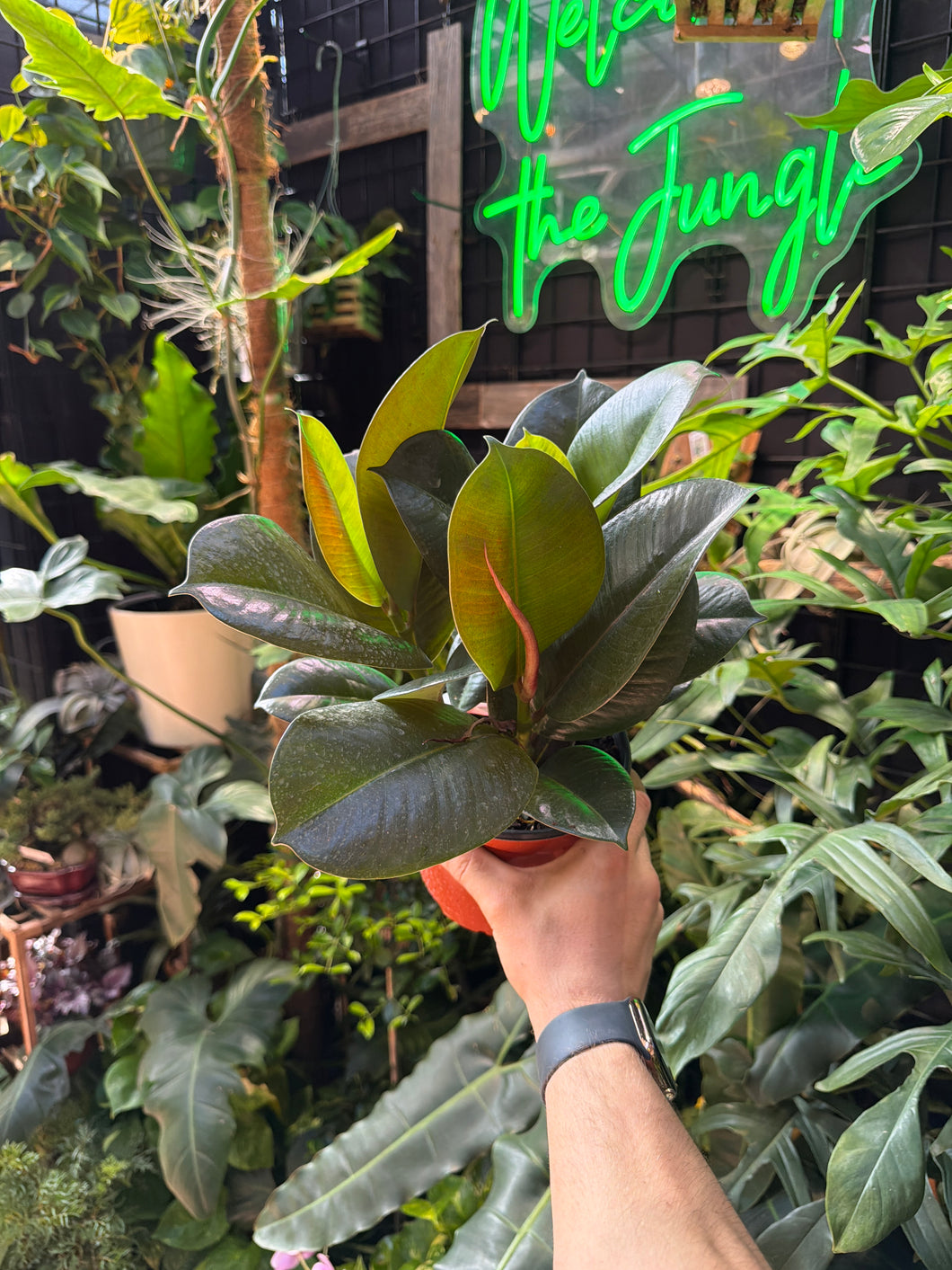 Ficus Elastica - Robusta