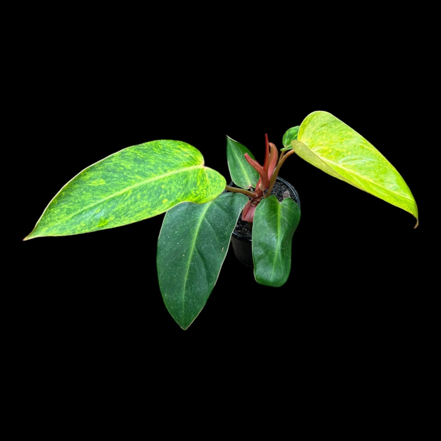 Philodendron Painted Lady