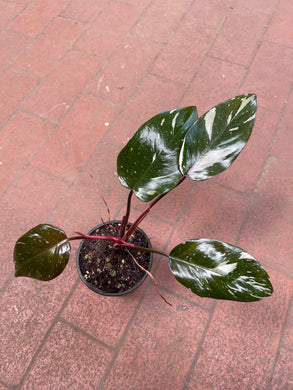 Philodendron Red Anderson Variegata