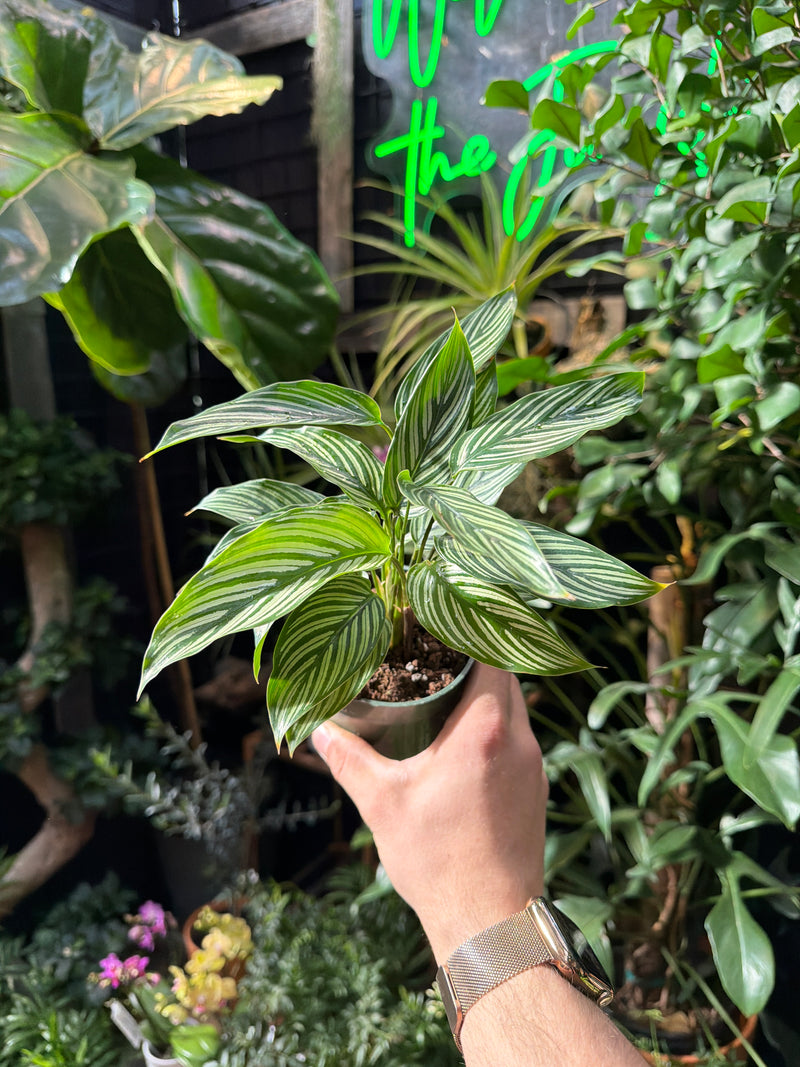 Calathea 'Vittata' – Jordan's Jungle