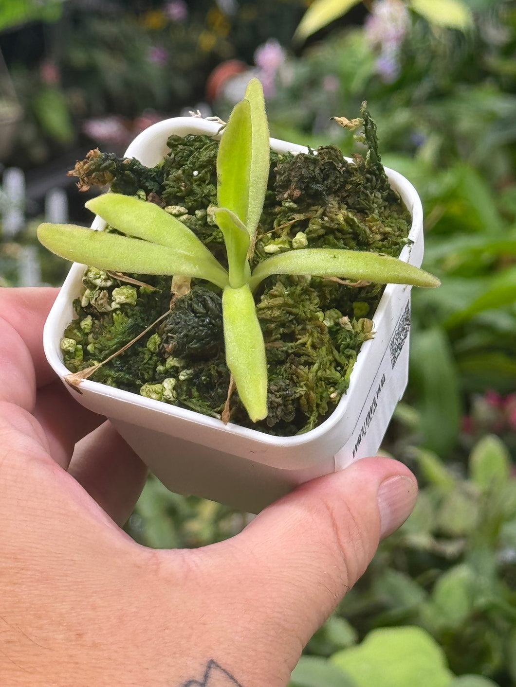 Pinguicula 'Aphrodite'