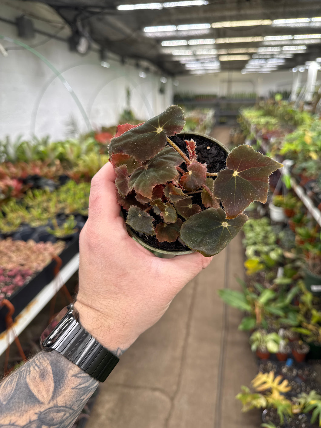 Begonia Rex 'Black Velvet'