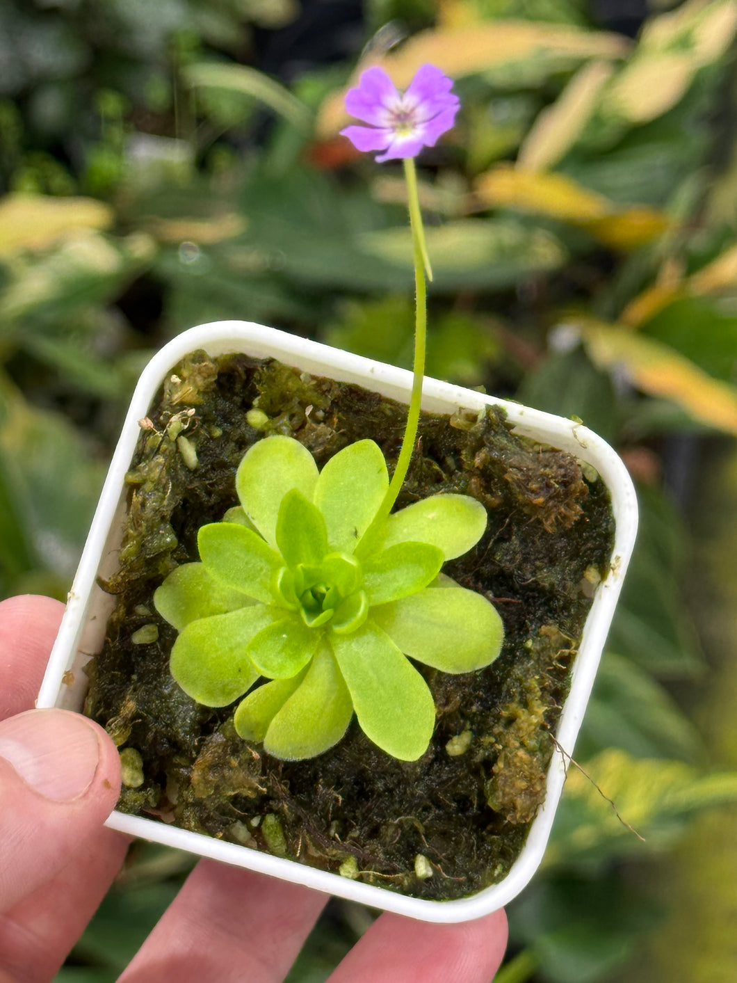 Pinguicula emarginata x gypsicola