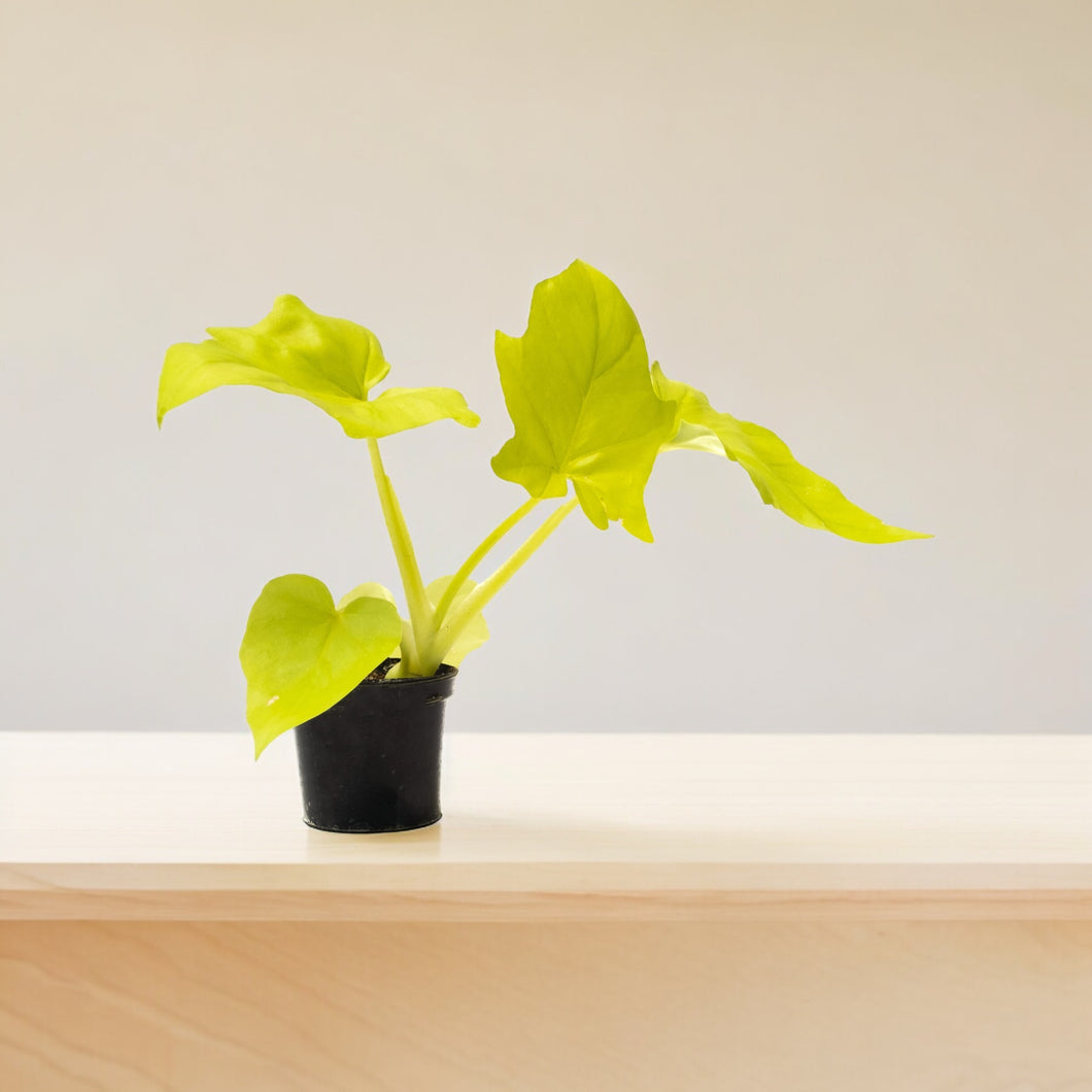 selloum gold philodendron Philodendron bipinnatifidum “Selloum” Gold – Jordan's Jungle