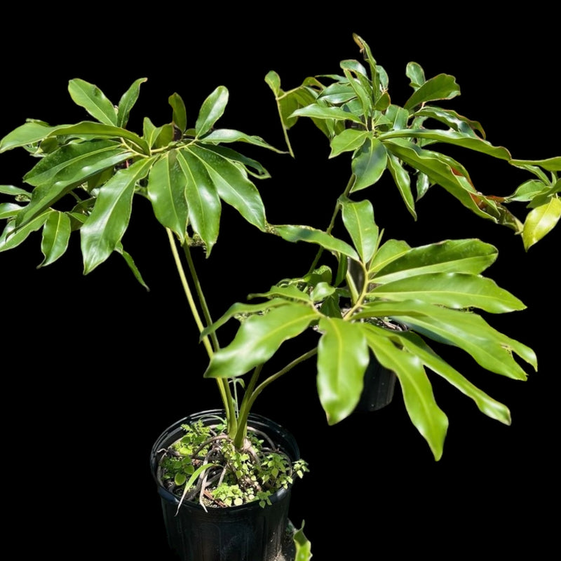 Philodendron Super Sale