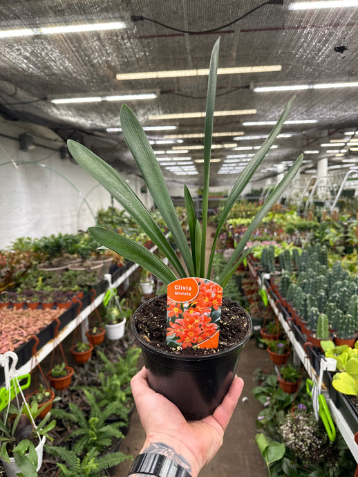 Clivia Miniata
