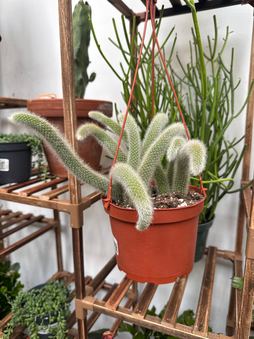 monkey tail succulent Monkey Tail Cactus