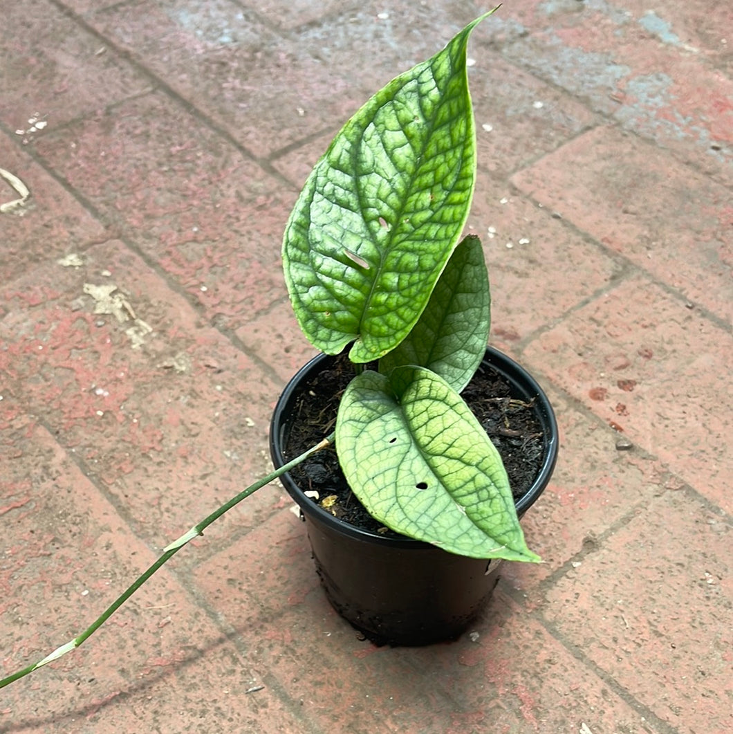 monstera spiderman plant Amydrium Spiderman