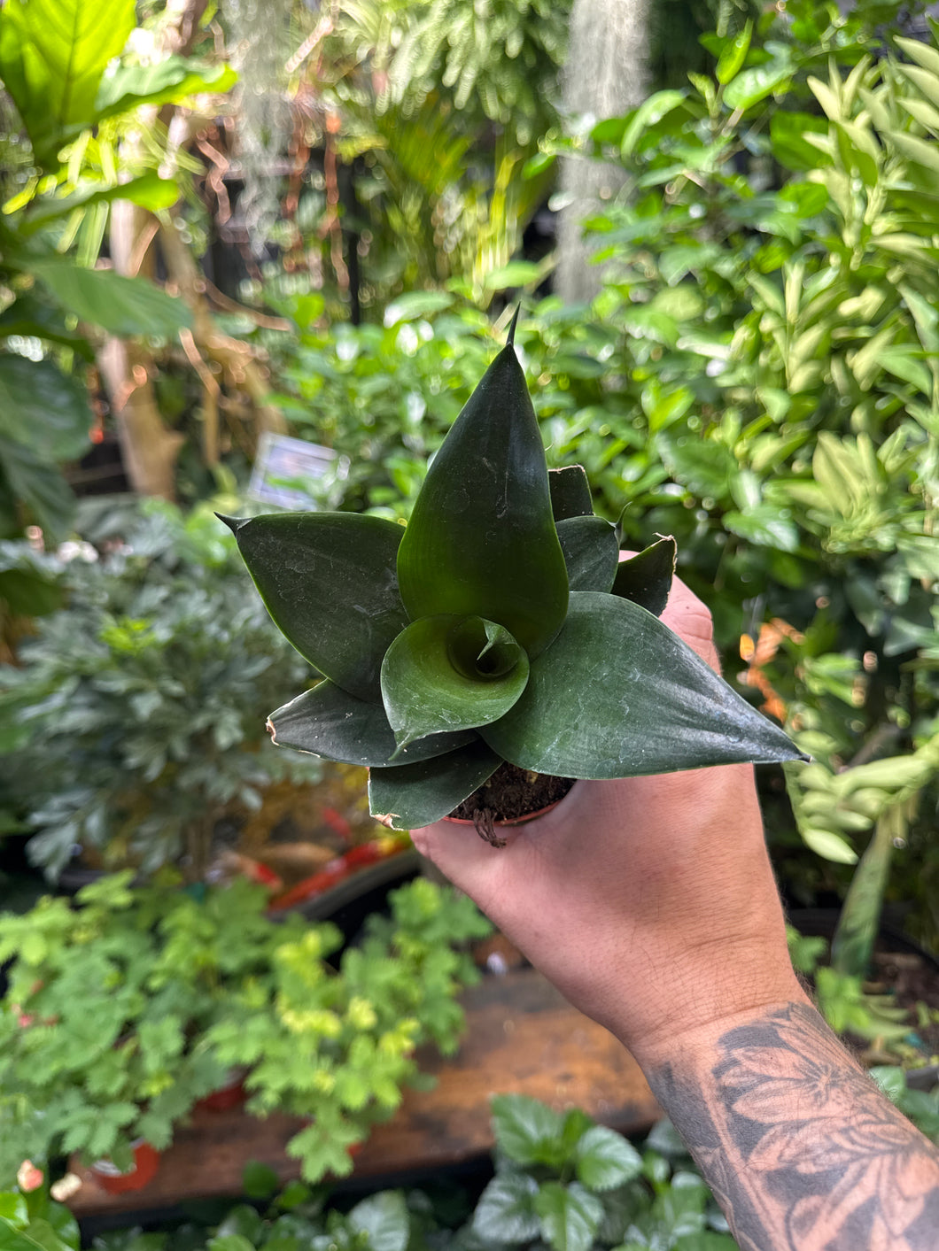 Sansevieria 'Black Hahnii'