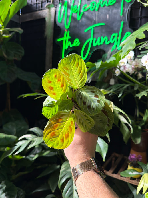 Maranta leuconeura 'Black'