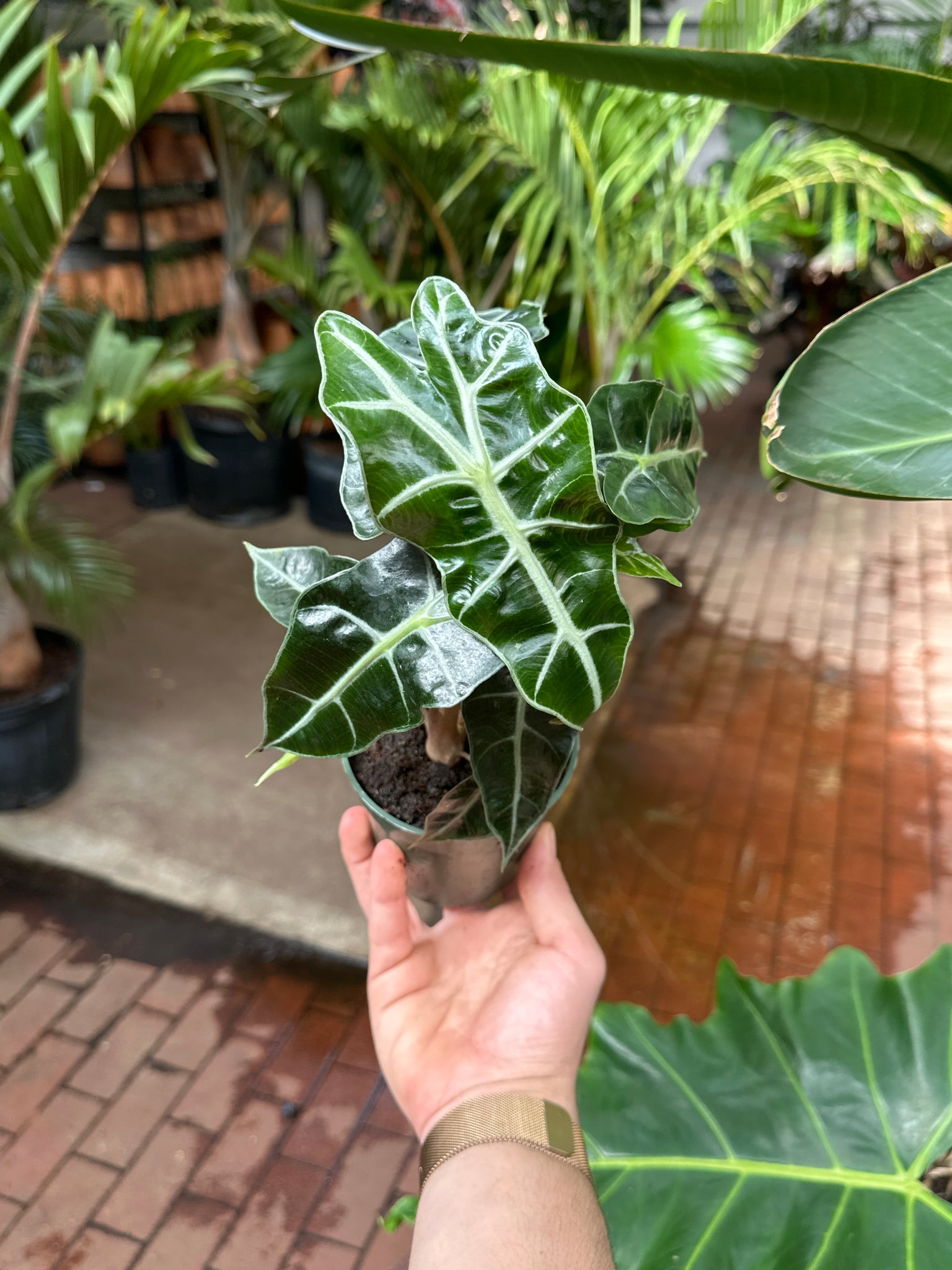 Alocasia Polly