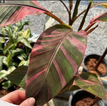 Musa Nono Pink Variegated Banana